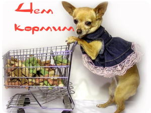 Чем кормим