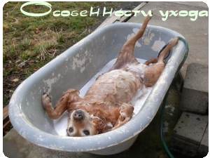 Особенности ухода